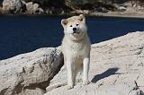 AKITA INU 310